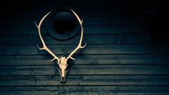 Twelve Months to Elk