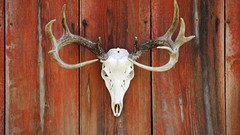 Whitetail 101
