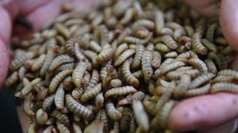 The Basics of BSF Farming: Sustainable Protein for Poultry