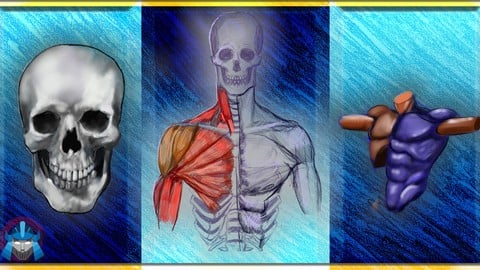 Complete Beginner's Guide to Anatomy and Figure Drawing pt1