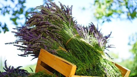 Aromatherapy for Beginners: Essential Oils for Everyday Life