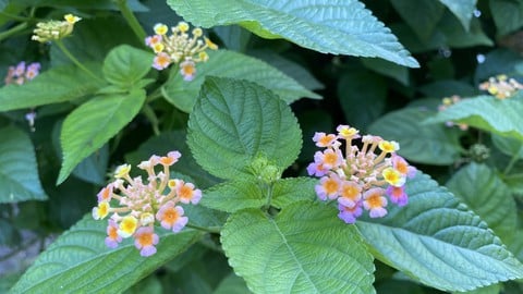 Herbalism course, Ayurveda Medicinal Plants course