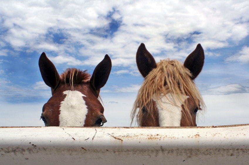 The Horse Course: Introduction to Basic Care and Management