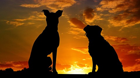 Natural & Holistic Pet Care (Dog, Cat Health Training - P2)