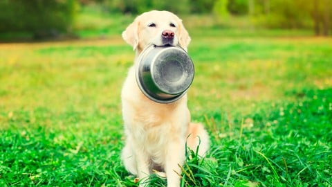 Natural Dog Nutrition & Wellbeing - Nature Knows Best!