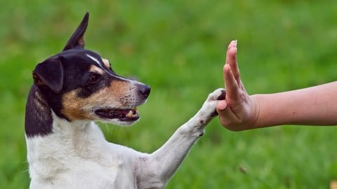 Animal Communication For beginners