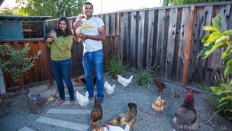 Raising Backyard Chickens
