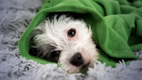 First Aid for Pets