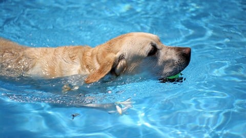Dog CPR, First Aid + Safety for pet pros + dedicated owners