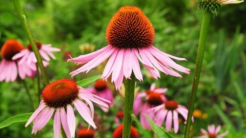 Herbalism :: Growing Top Medicinal Plants [Certificate]
