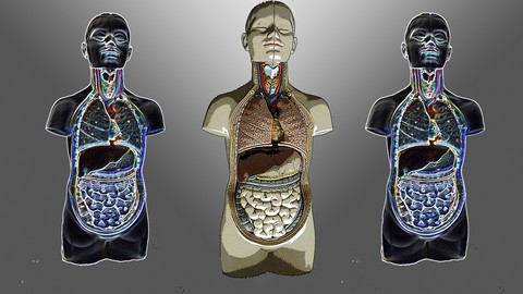 Easy Anatomy and Physiology (Platinum Edition)