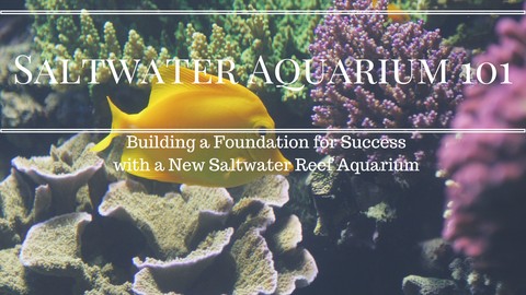 Saltwater Aquarium 101: How to set up a saltwater aquarium