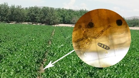 Microbial Analysis for Growers