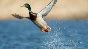 A mallard duck taking off from water